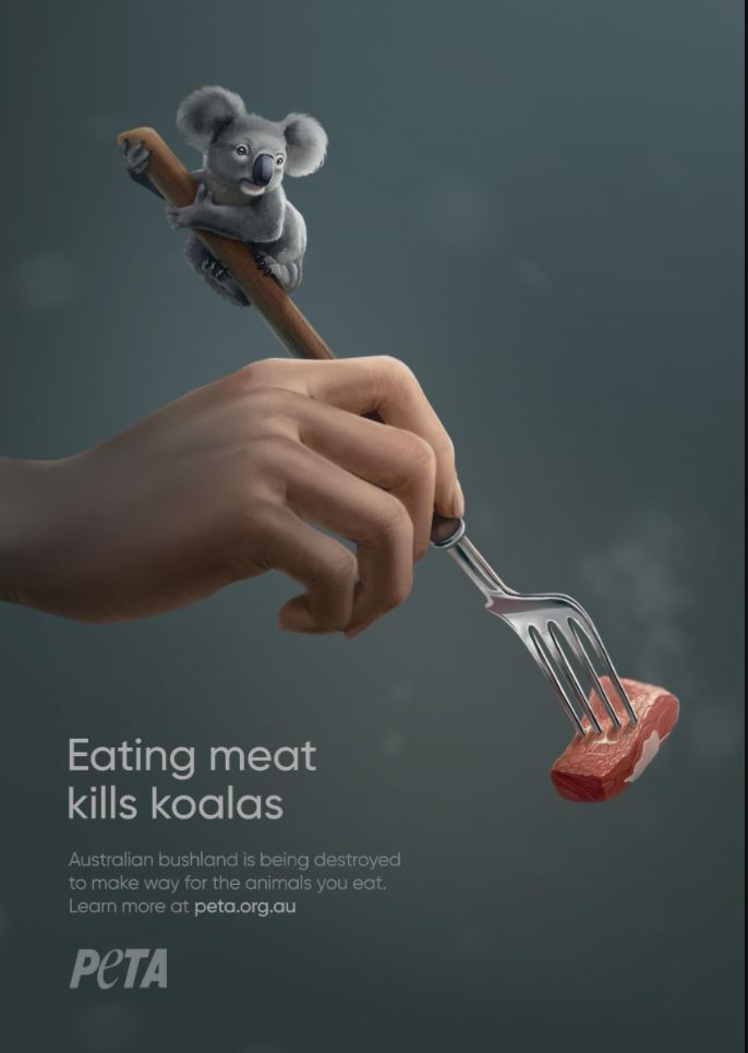 eating meat kills koala